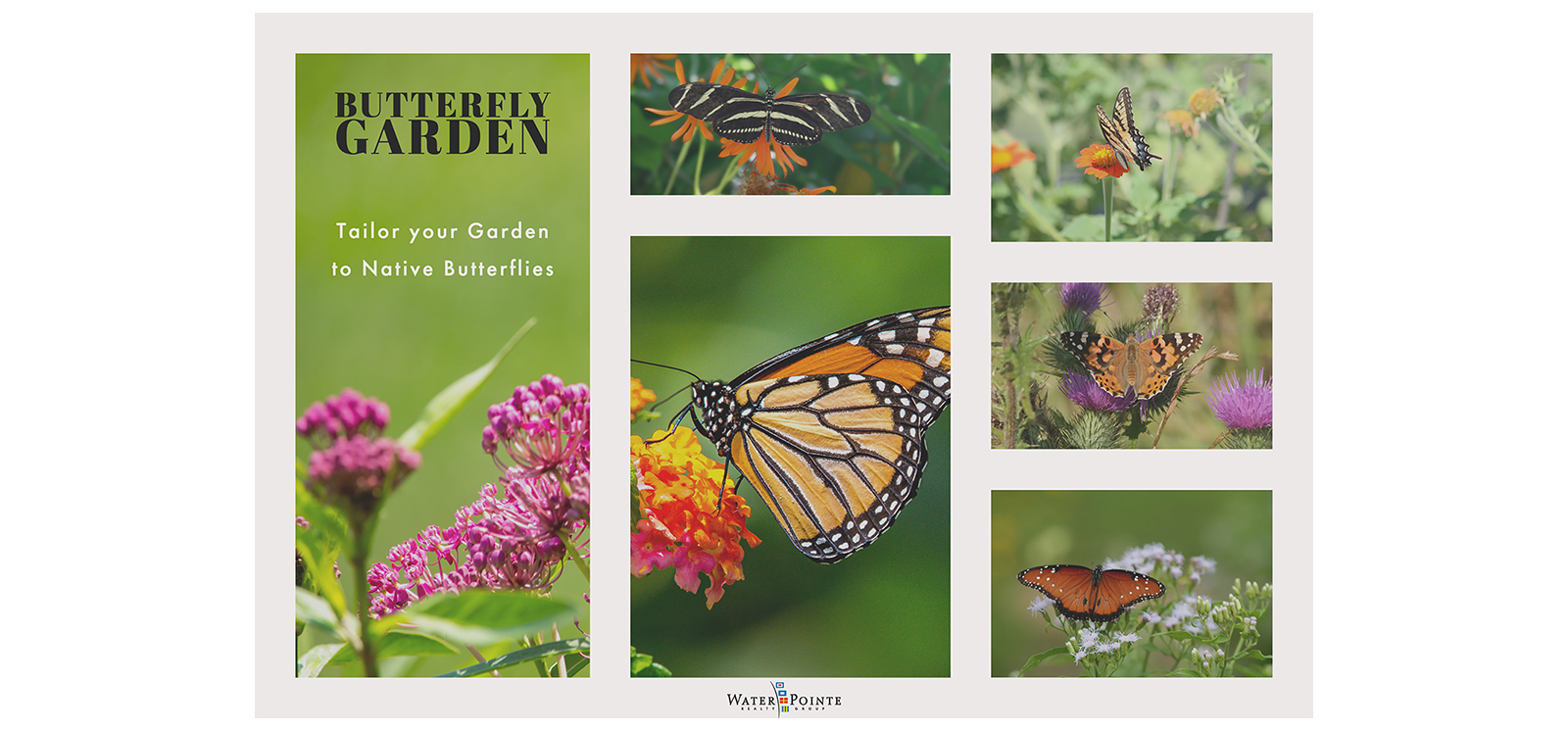 Tailor Your Garden to Native Butterflies